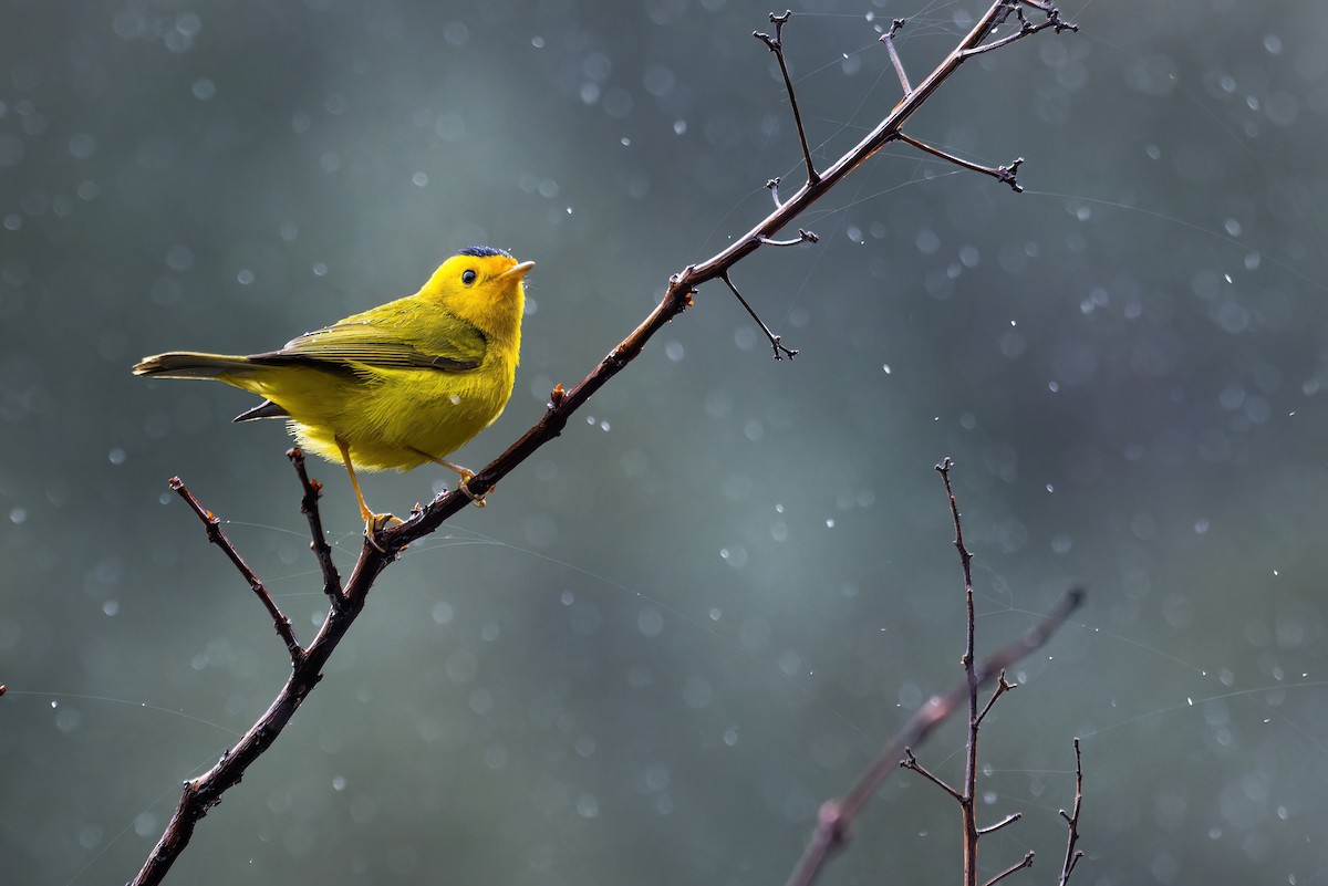 Wilson's Warbler (chryseola) - ML554662161