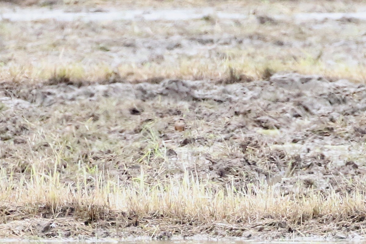 Oriental Pratincole - ML554662751