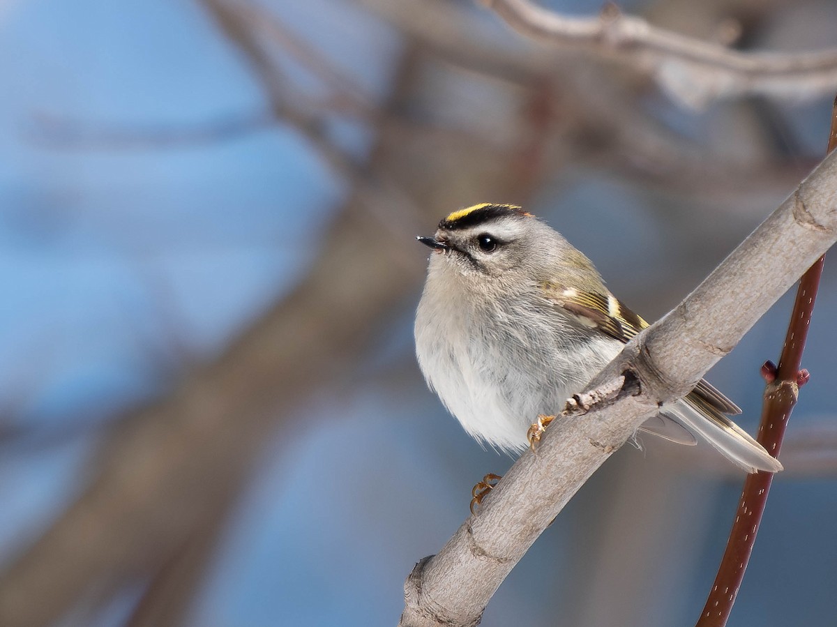 Golden-crowned Kinglet - Stephen  Novosad