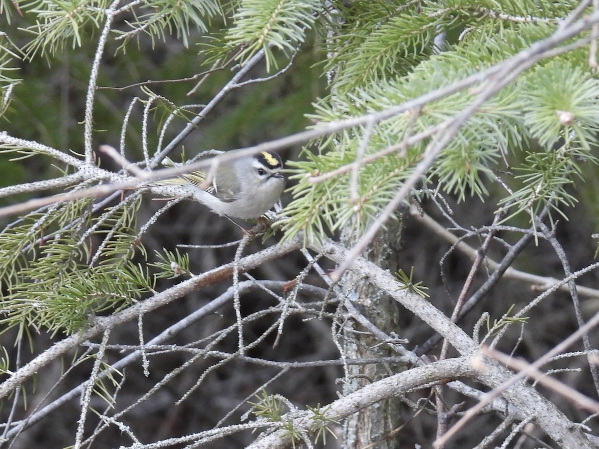 Golden-crowned Kinglet - ML554663541