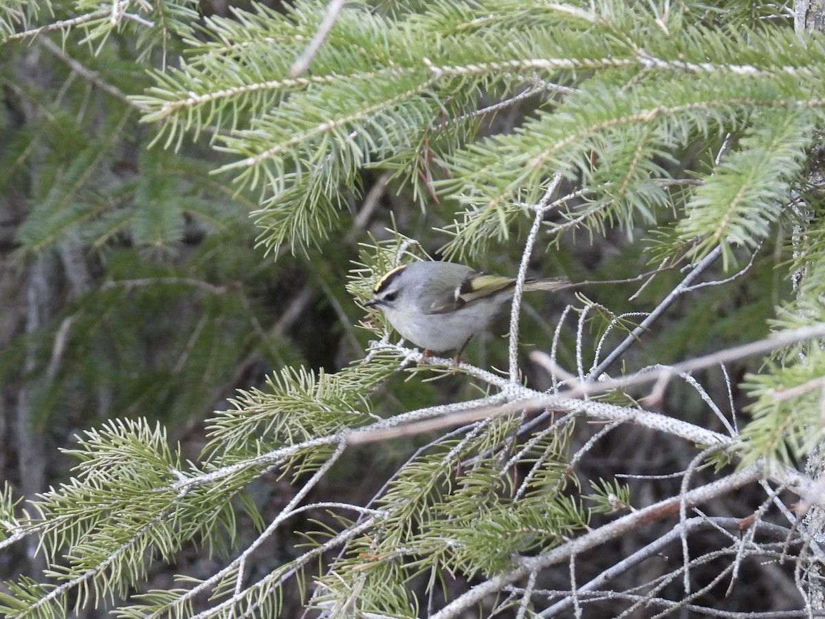 Golden-crowned Kinglet - ML554663551