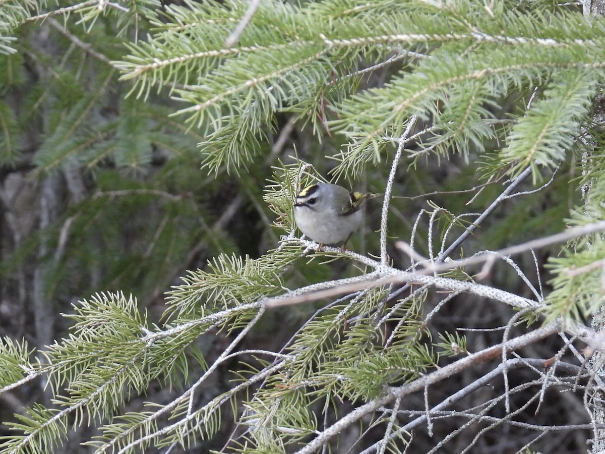 Erregetxo amerikarra - ML554663561