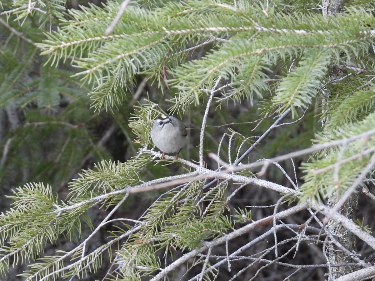Golden-crowned Kinglet - ML554663571