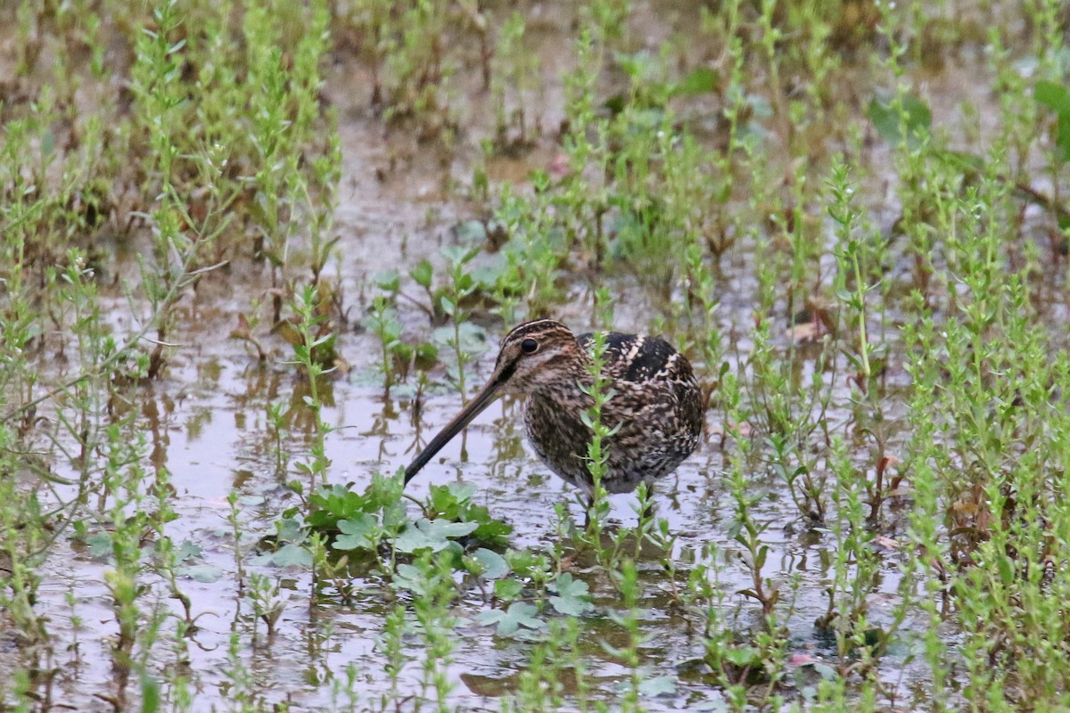 Wilson's Snipe - ML55466361