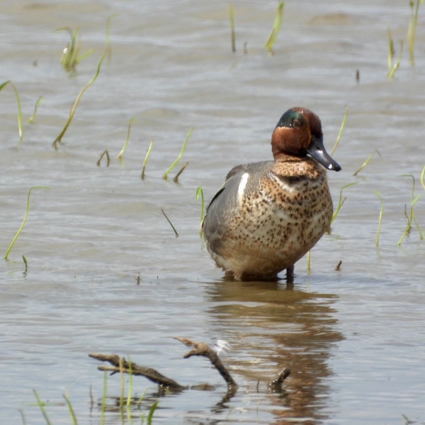 Green-winged Teal - Daniel Griffith