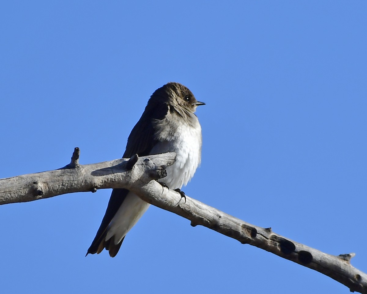 Northern Rough-winged Swallow - ML554664251