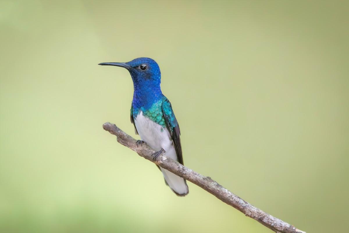 White-necked Jacobin - Jose Ulate