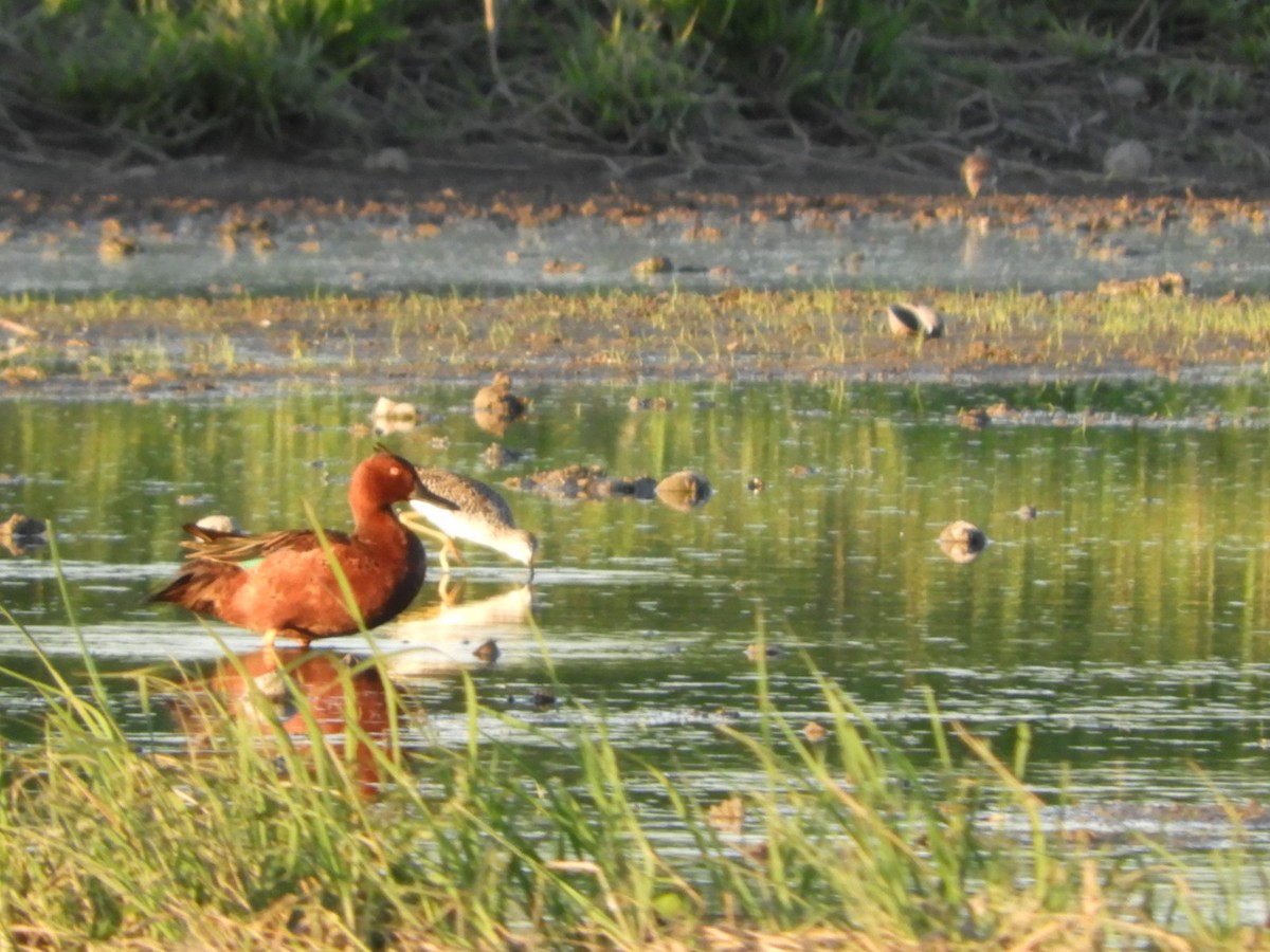 Cinnamon Teal - ML554664741