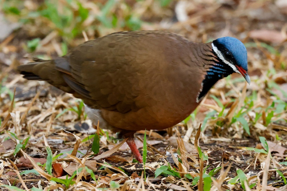 Blue-headed Quail-Dove - ML554665001