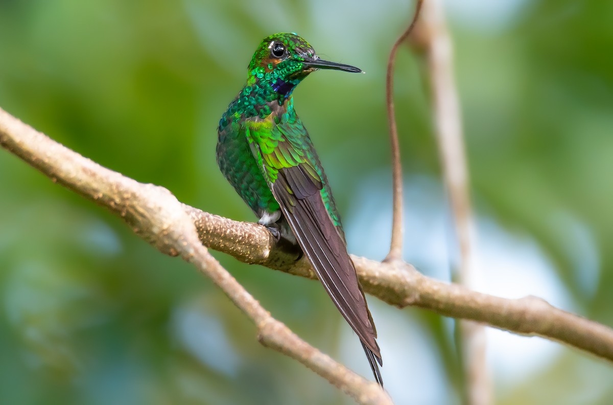 Green-crowned Brilliant - Jose Ulate