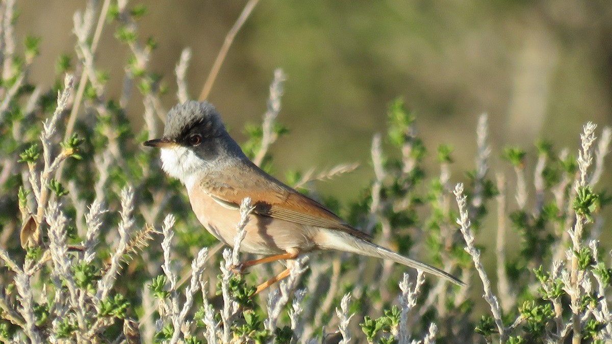Spectacled Warbler - ML554665891