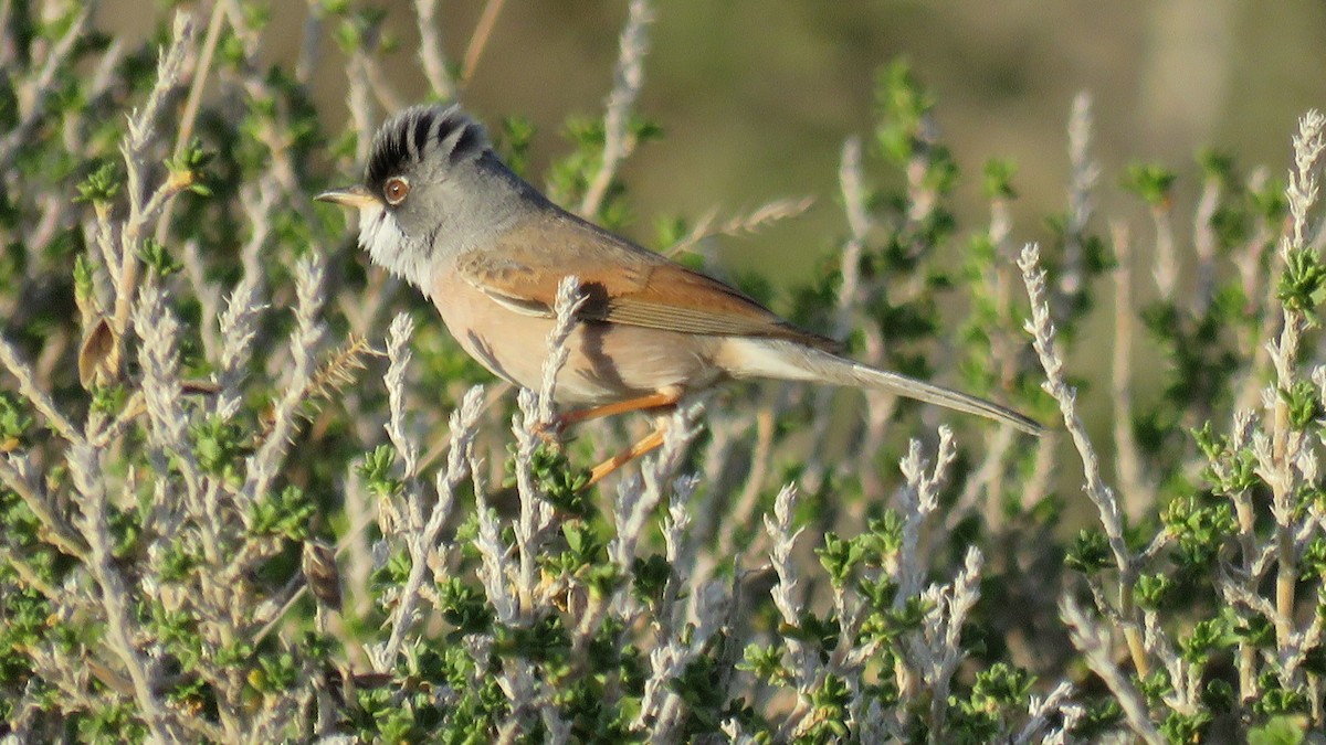 Spectacled Warbler - ML554665961