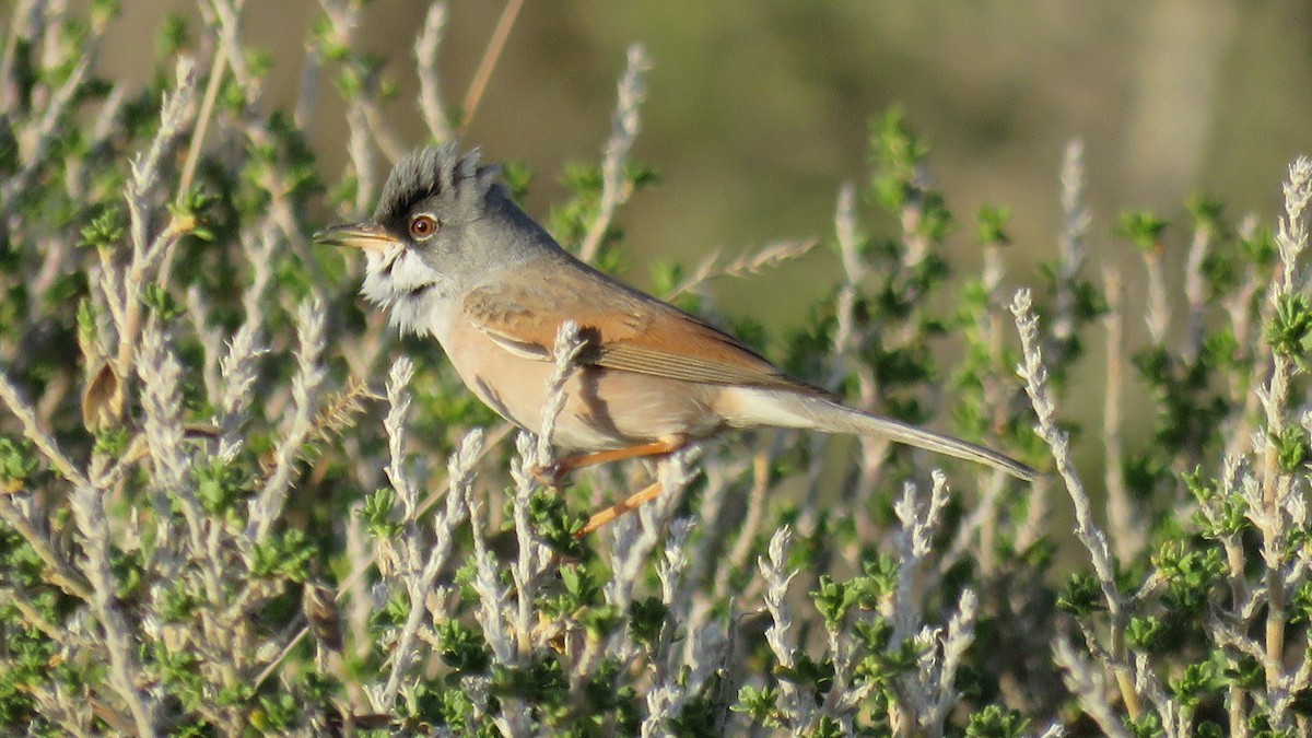 Spectacled Warbler - ML554666041