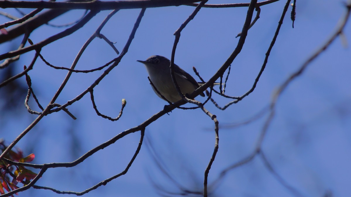 Blue-gray Gnatcatcher - ML554666141