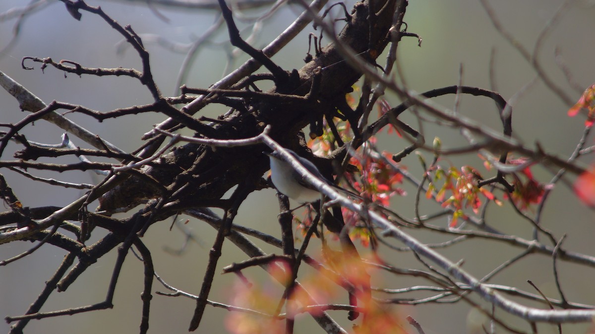 Blue-gray Gnatcatcher - ML554666151
