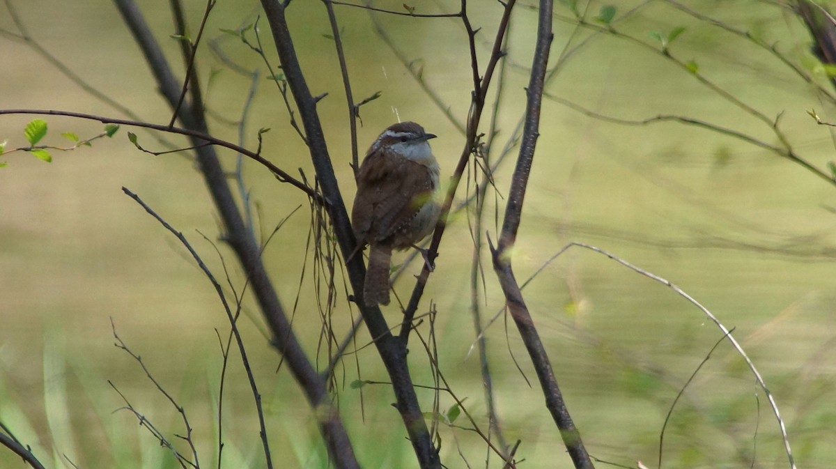 Carolina Wren - ML554666451