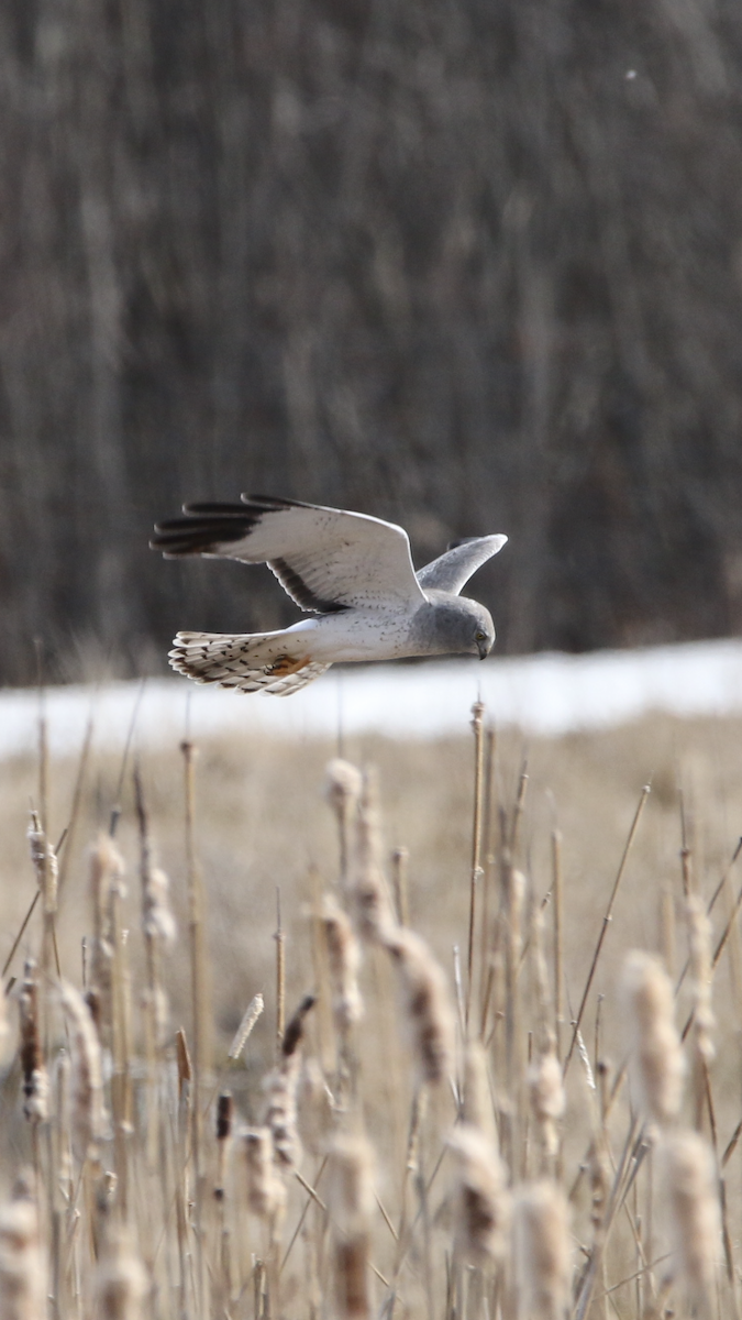 Northern Harrier - ML554666561