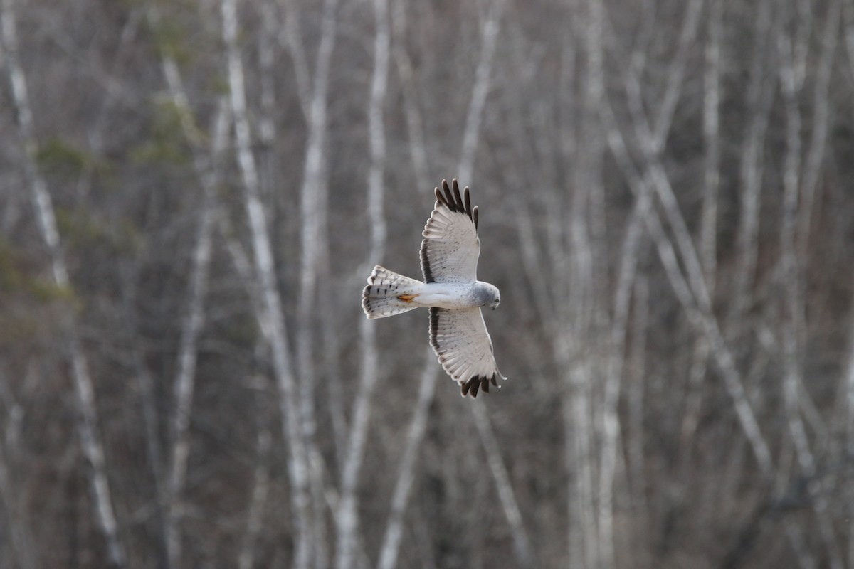 Northern Harrier - ML554666571