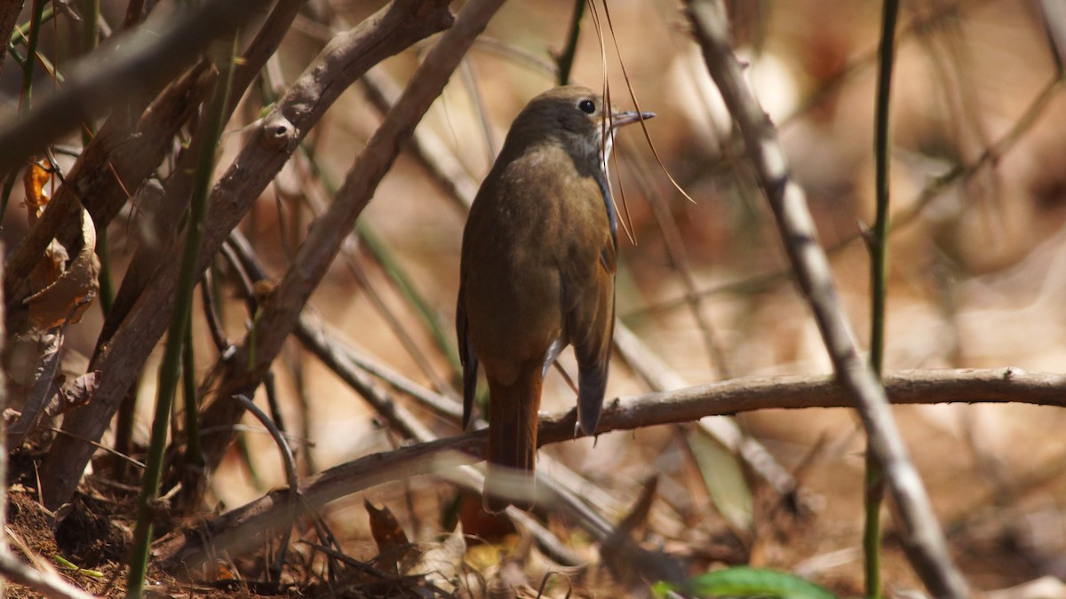 Hermit Thrush - ML554666991