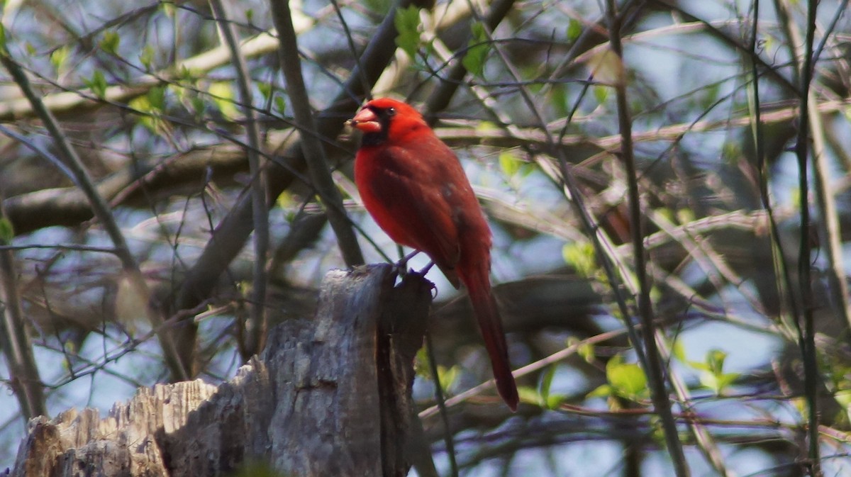 Northern Cardinal - ML554667251