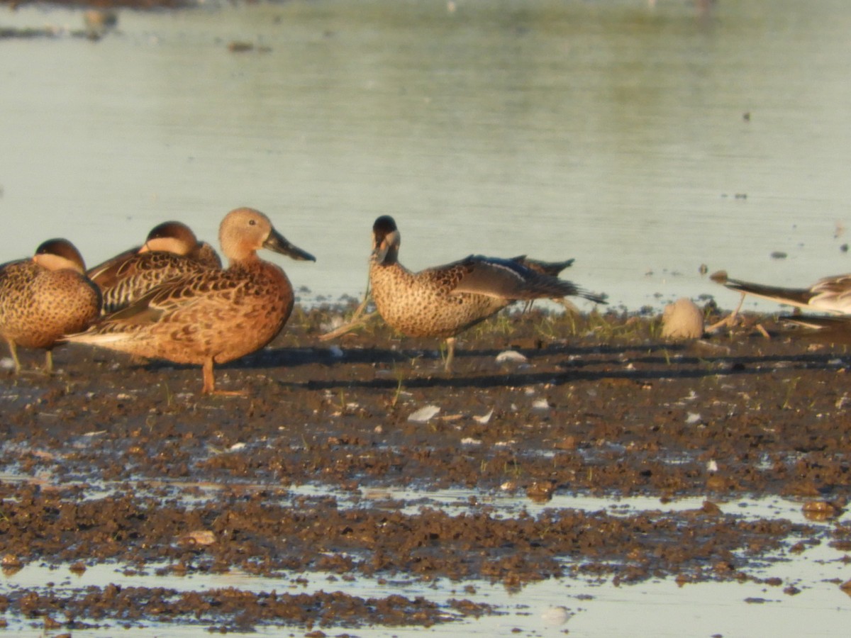 Red Shoveler - ML554667281