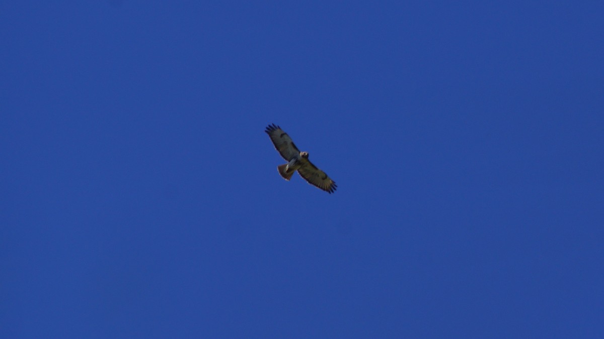 Red-tailed Hawk - ML554667511