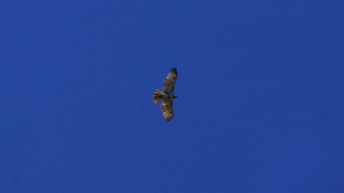 Red-tailed Hawk - ML554667531