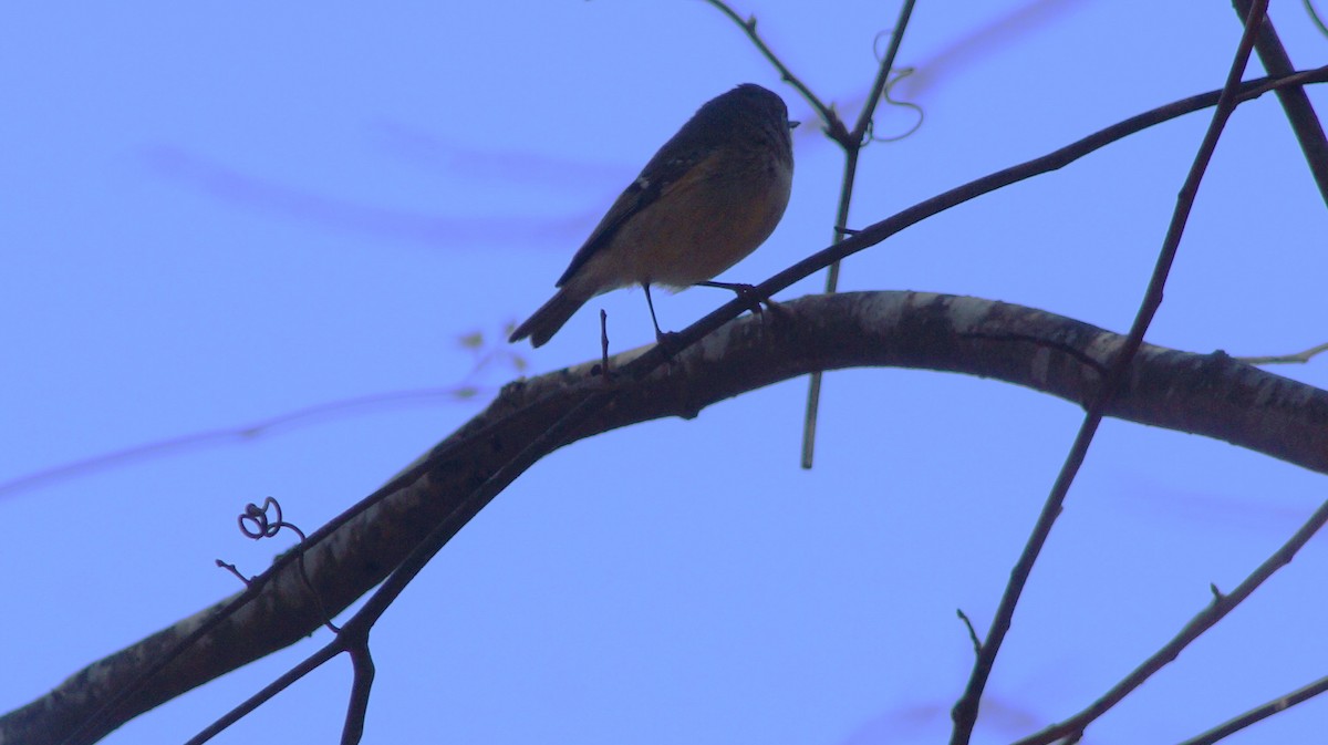 Roitelet à couronne rubis - ML554667721