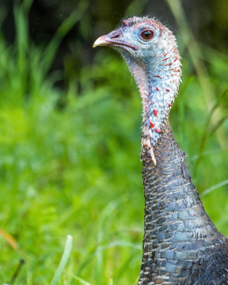 Wild Turkey - ML554667791