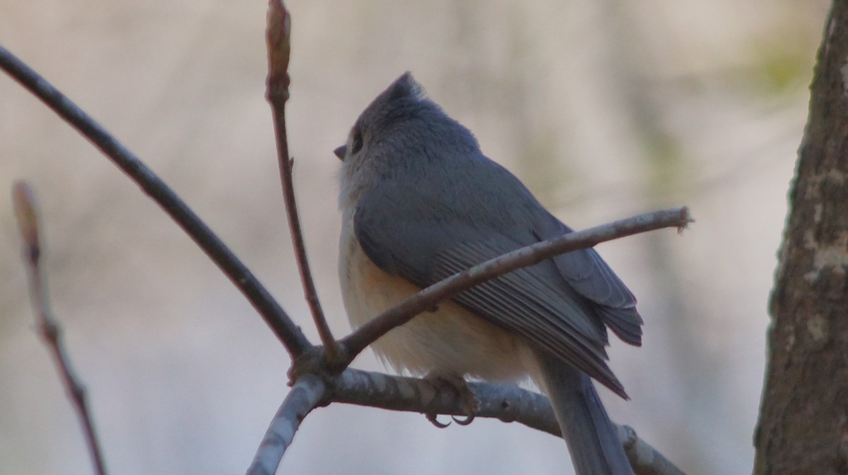 Tufted Titmouse - ML554668211