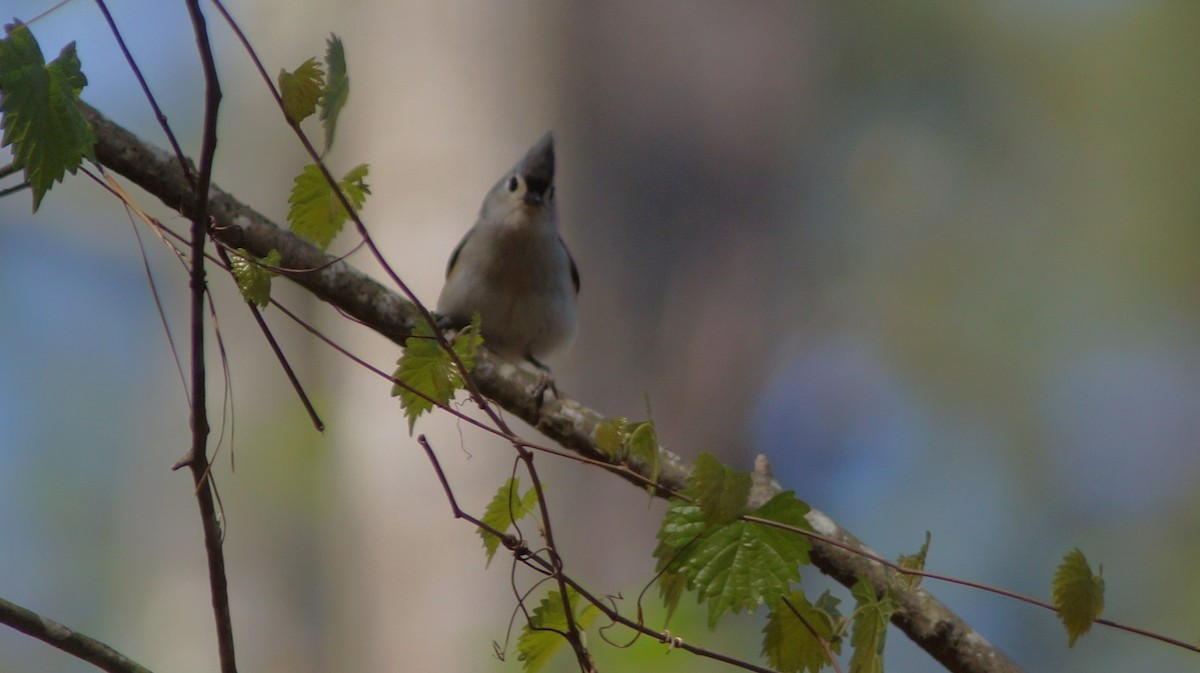 Tufted Titmouse - ML554668221