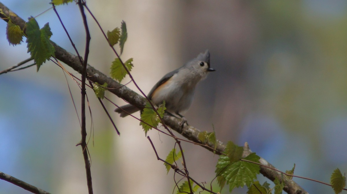 Tufted Titmouse - ML554668231