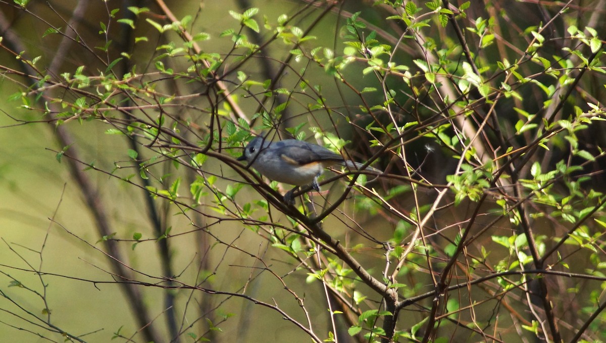 Tufted Titmouse - ML554668241