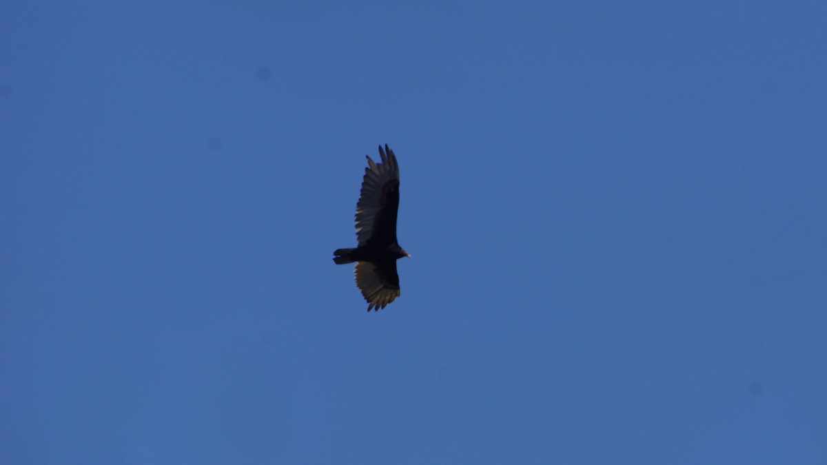 Turkey Vulture - ML554668431