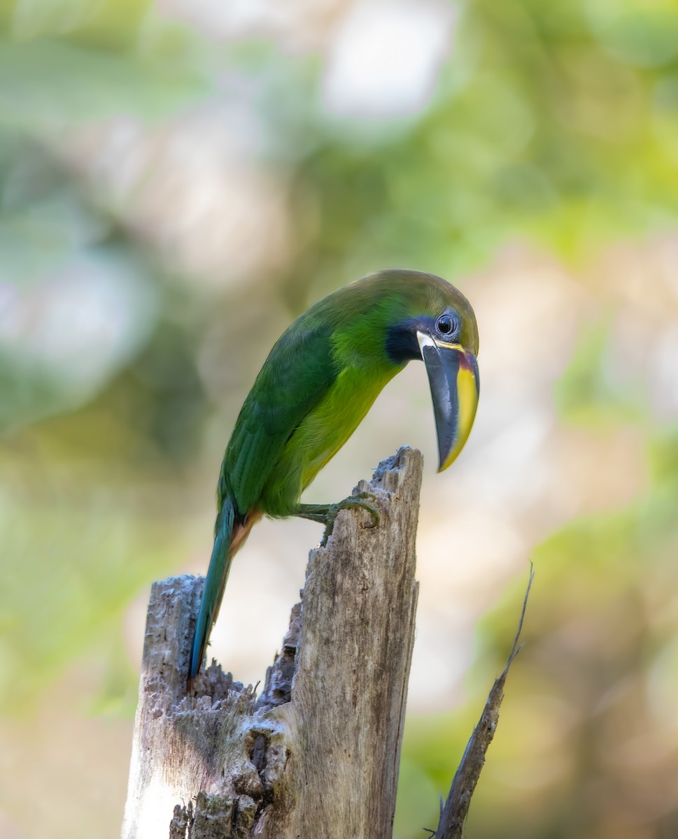 Northern Emerald-Toucanet - ML554668441