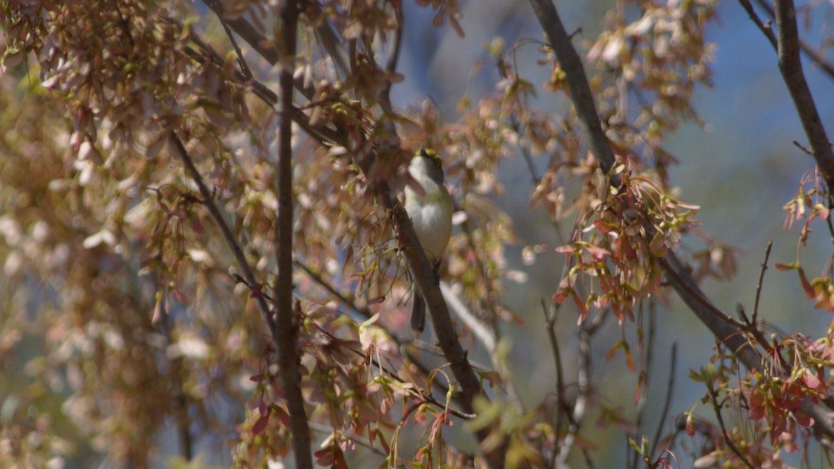 White-eyed Vireo - ML554668671