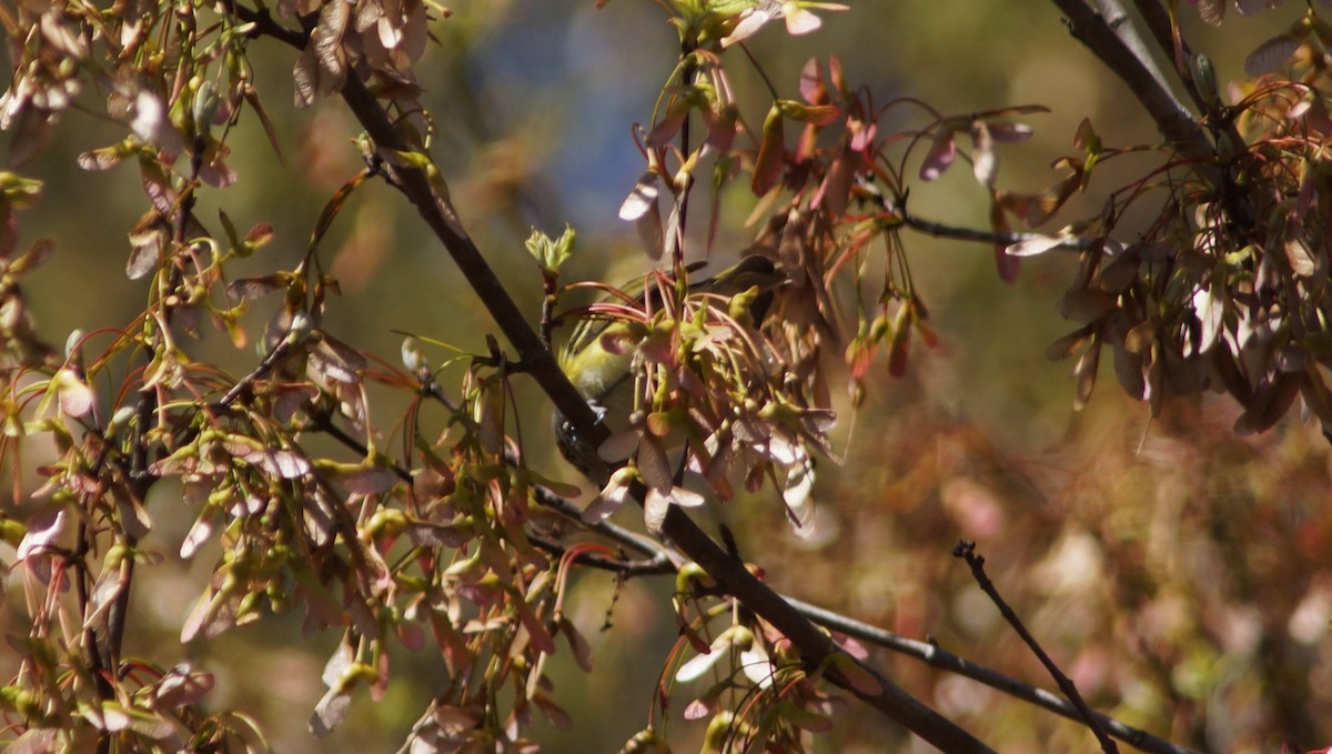 White-eyed Vireo - ML554668681