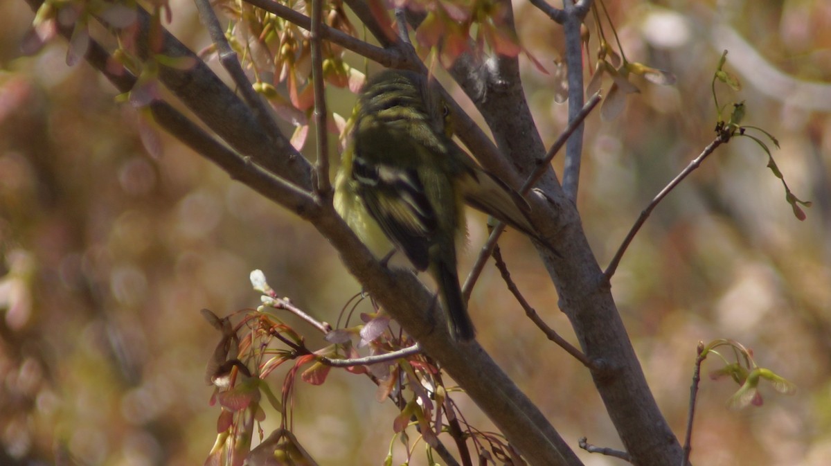 White-eyed Vireo - ML554668691