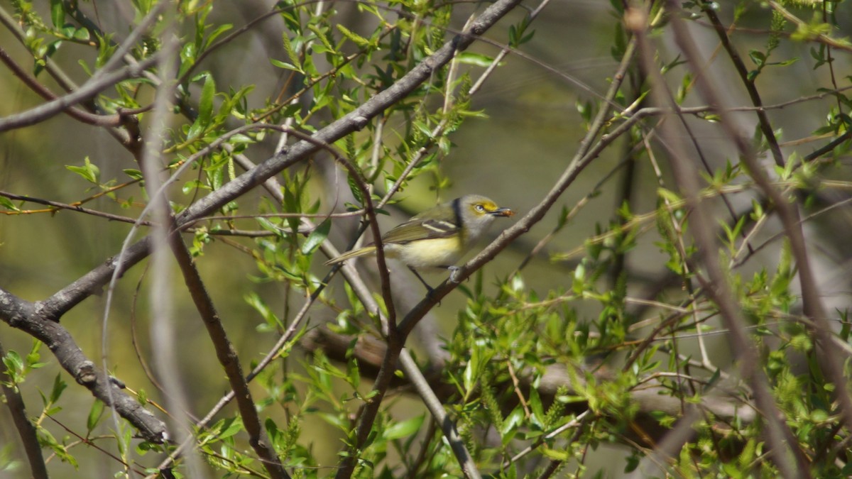 White-eyed Vireo - ML554668701