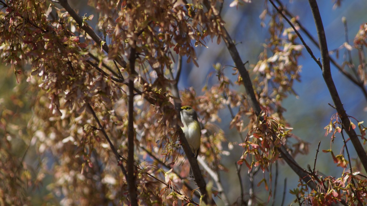 White-eyed Vireo - ML554668711