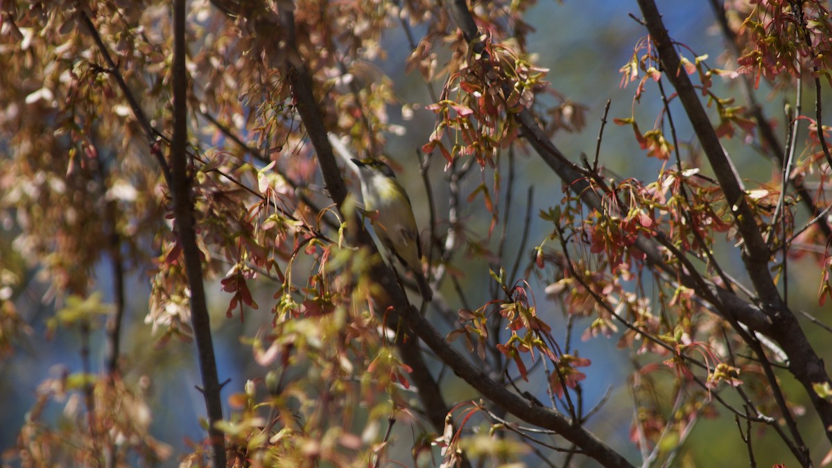 White-eyed Vireo - ML554668721