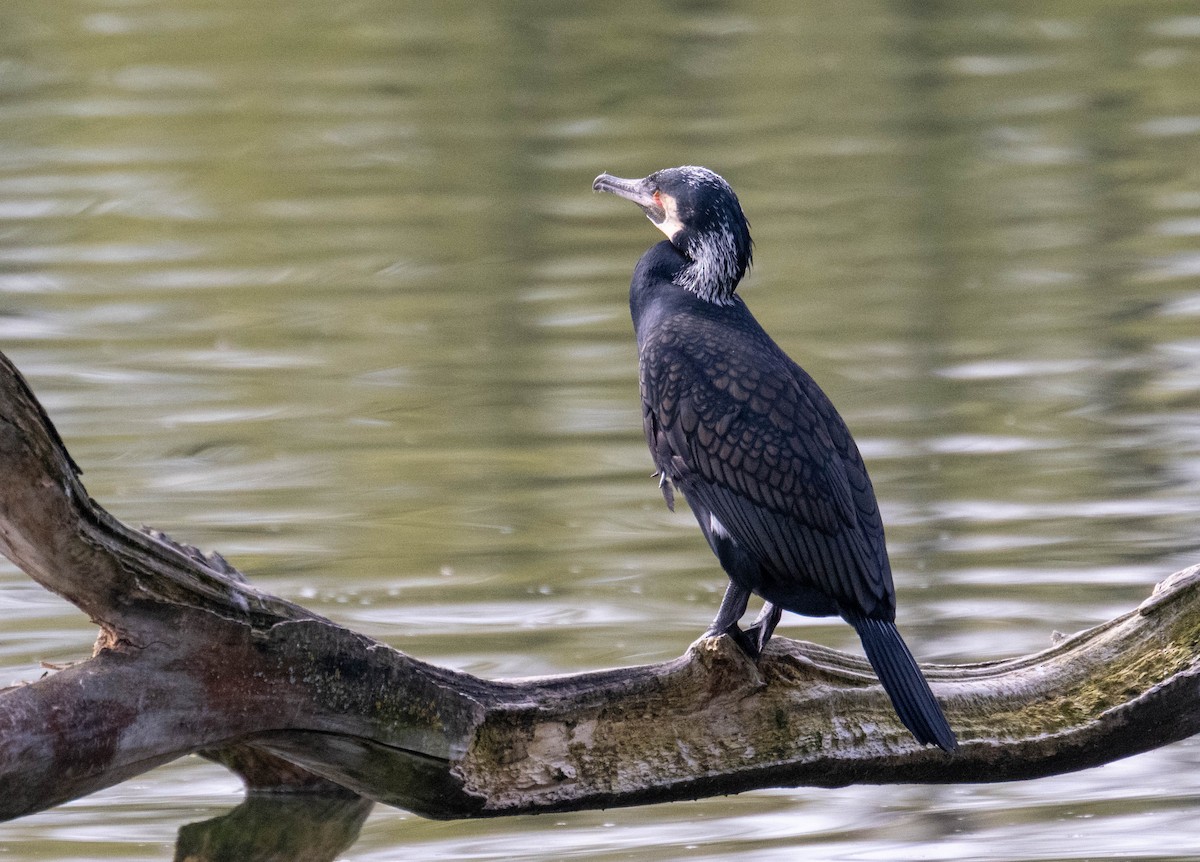 Great Cormorant - Gerhard Josef Bauer