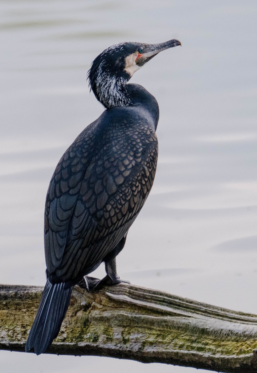 Great Cormorant - Gerhard Josef Bauer