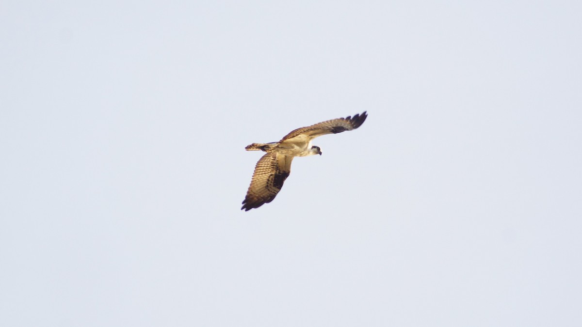 Osprey - ML554669221