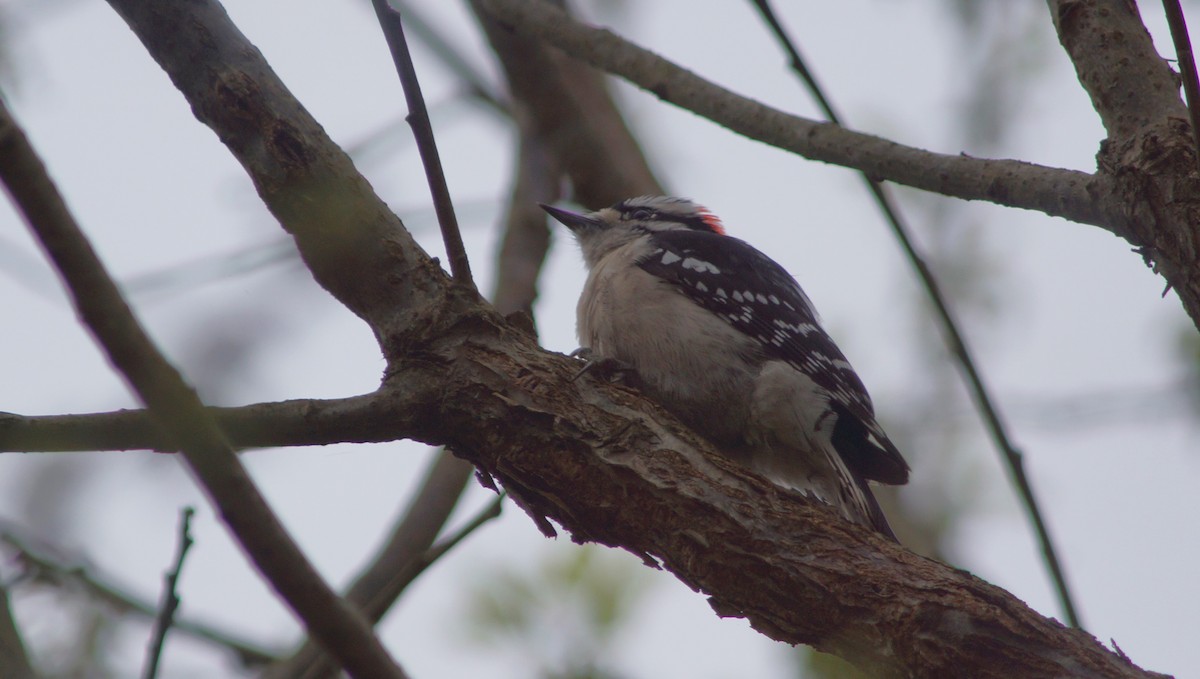 Downy Woodpecker - ML554669811