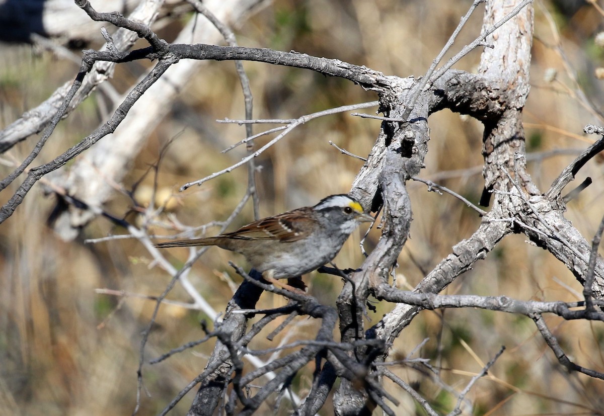 White-throated Sparrow - ML554669851