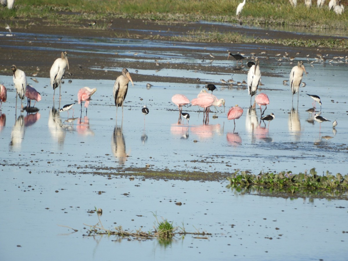 Roseate Spoonbill - Silvia Enggist