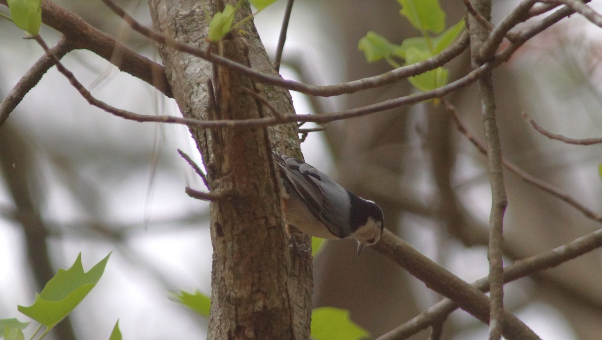 White-breasted Nuthatch - ML554670581