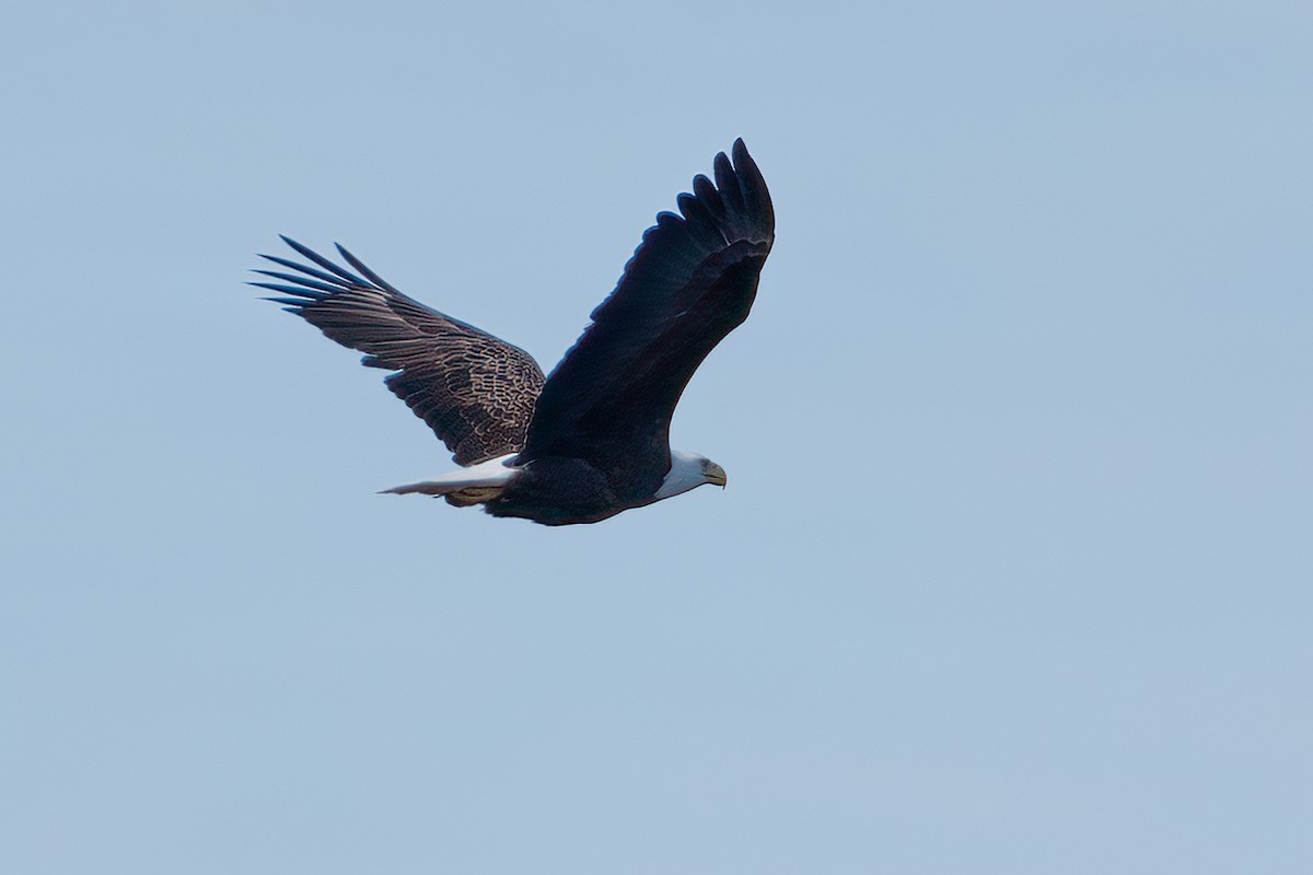 Bald Eagle - Andy Wilson