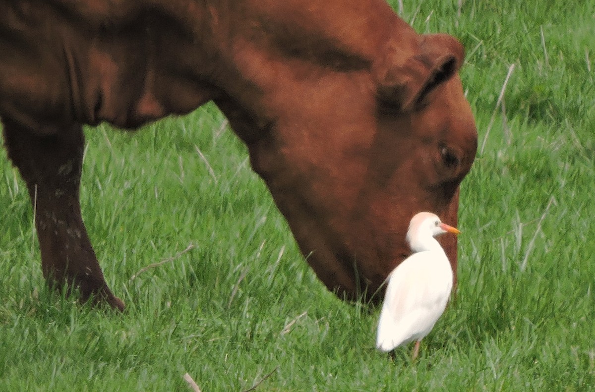 Western Cattle-Egret - ML55467161